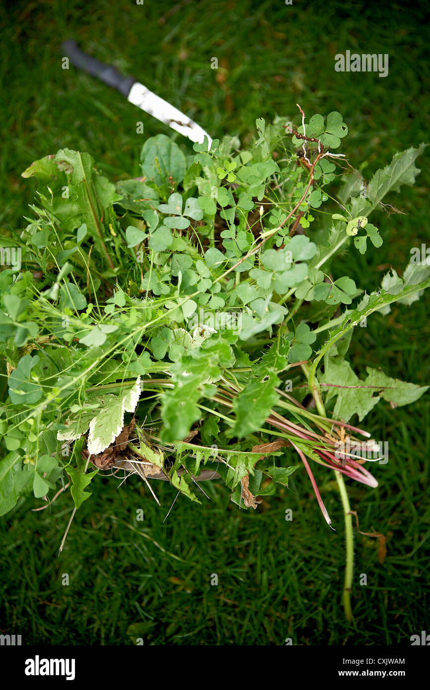 Close-up of tiré les mauvaises herbes sur la pelouse, Toronto, Ontario, Canada Banque D'Images