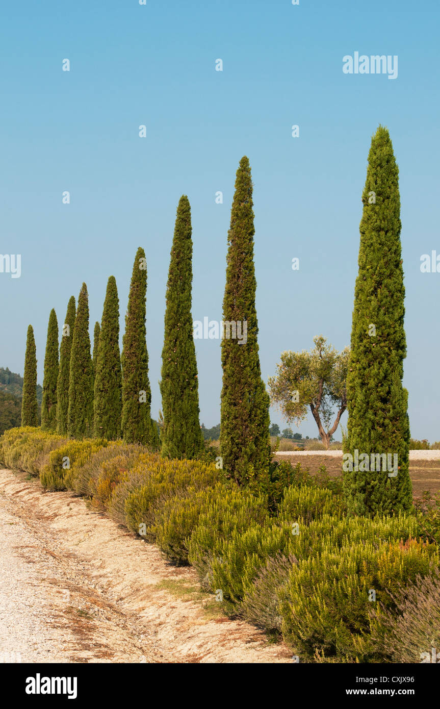 Méditerranée typique de cyprès (Cupressus sempervirens) Pencil Pine ou le long de la route de Montalcino, Toscane (Toscana, Italie) Banque D'Images