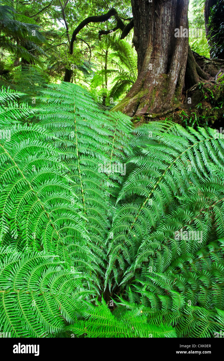 Des Ferns verdoyantes dans les Maits Rest sur la célèbre Great Ocean Road. Banque D'Images