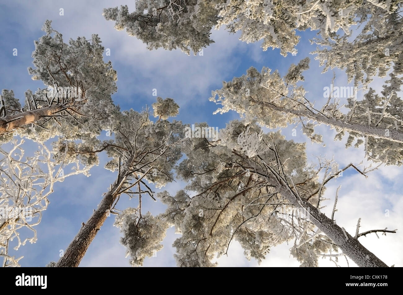 De grands arbres lumineux sous la neige fraîche plus de ciel bleu Banque D'Images