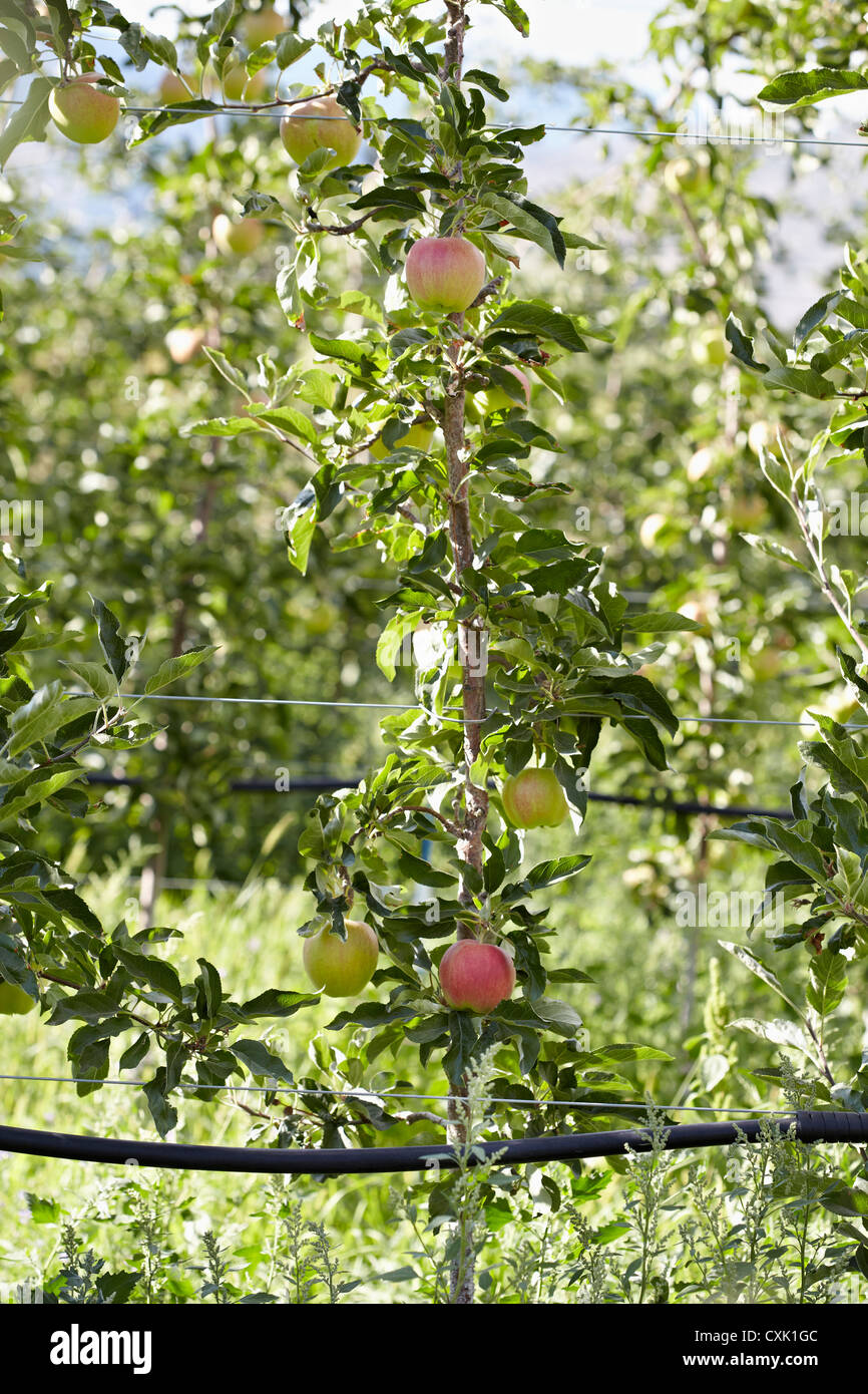 Apple Tree Espaliered, Cawston, Similkameen Country, Colombie-Britannique, Canada Banque D'Images