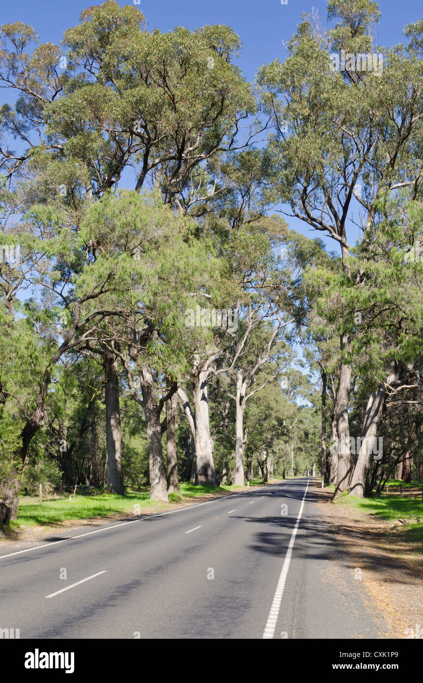 Ludlow Tuart Forest route touristique entre Capel et Busselton, Australie de l'Ouest, Wonnerup Banque D'Images