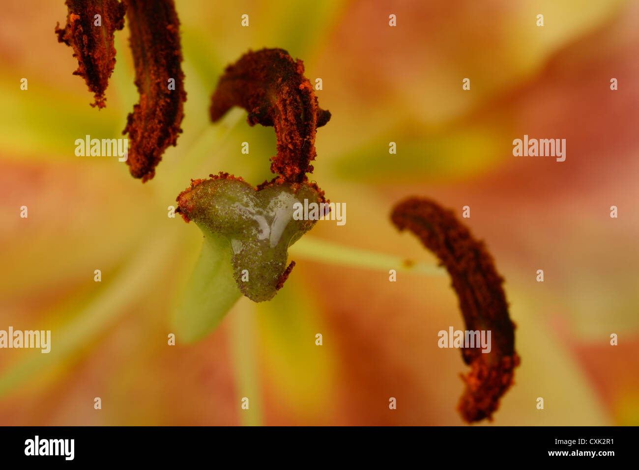 Close up of lilly flower pollen avec la stigmatisation et les anthères. Banque D'Images