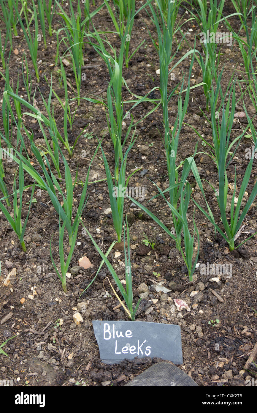 Baby Blue plantes Poireaux Banque D'Images