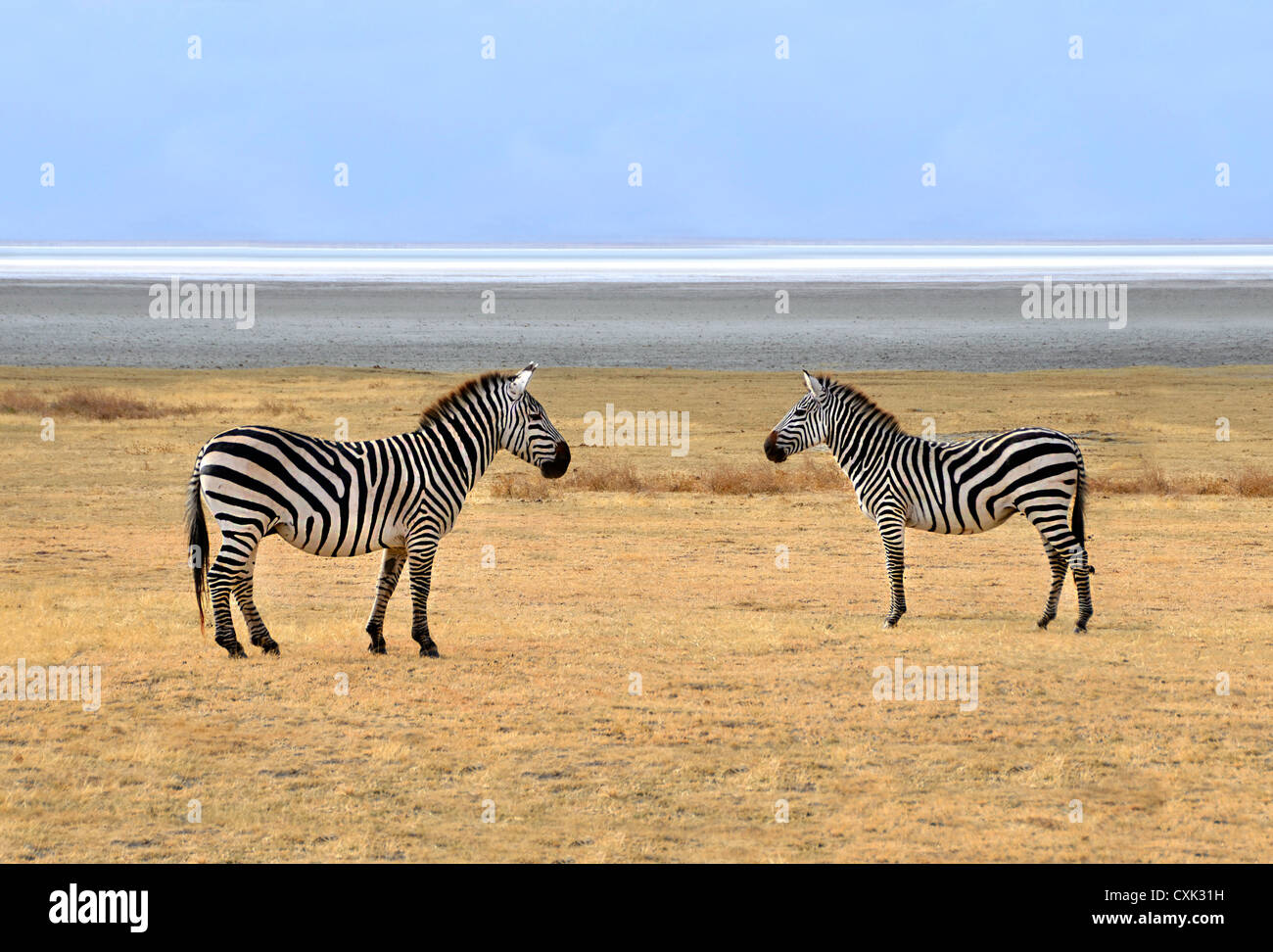 Deux poser et regarder tout en se tenant sur les plaines de Ngorongoro Crater près de Parc National du Serengeti. Banque D'Images