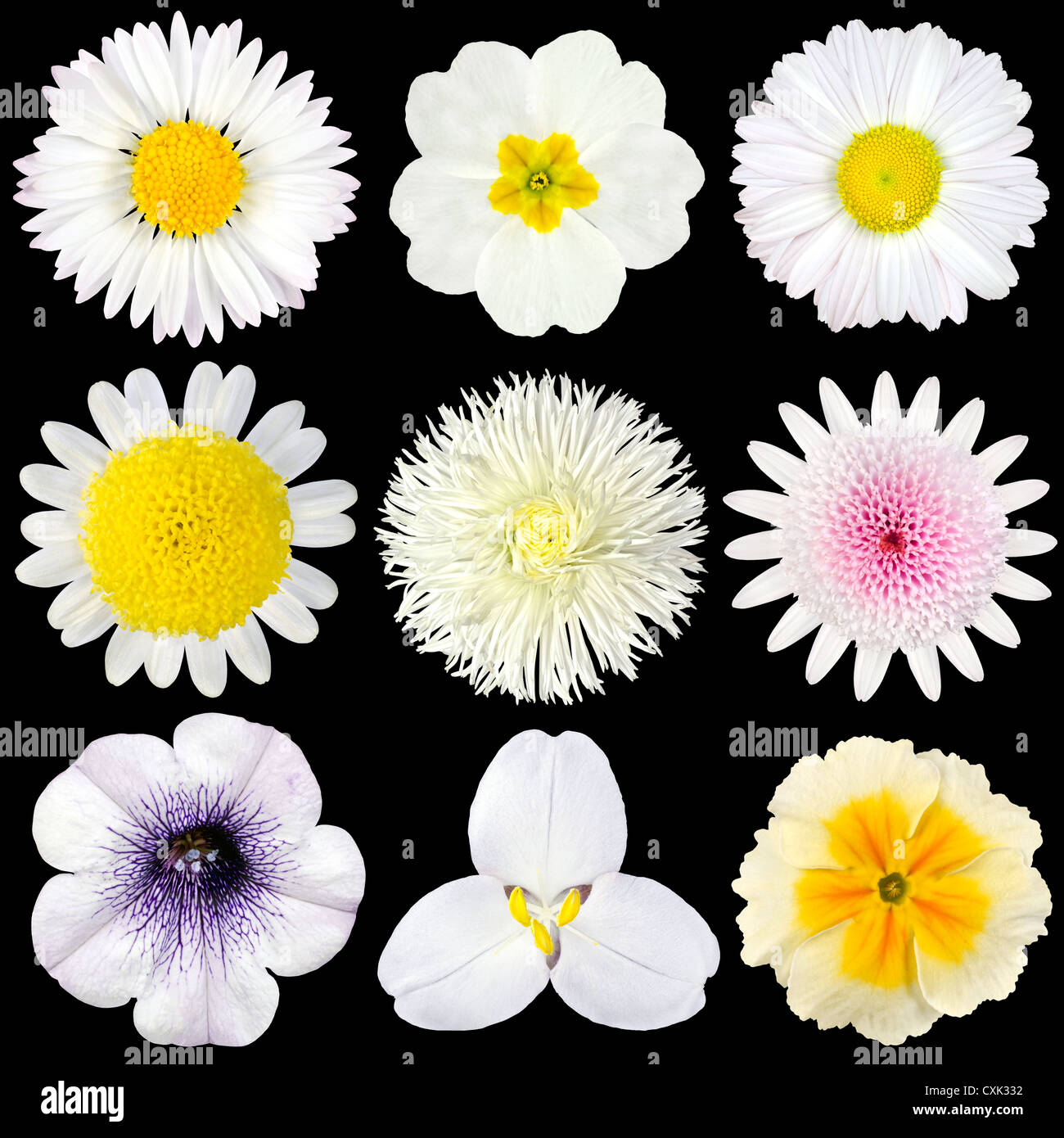 Collection de fleurs blanc jaune brillant or set dahlia chrysanthème daisy zinnia strawflower marigold bleuet ostéospermum ge Banque D'Images