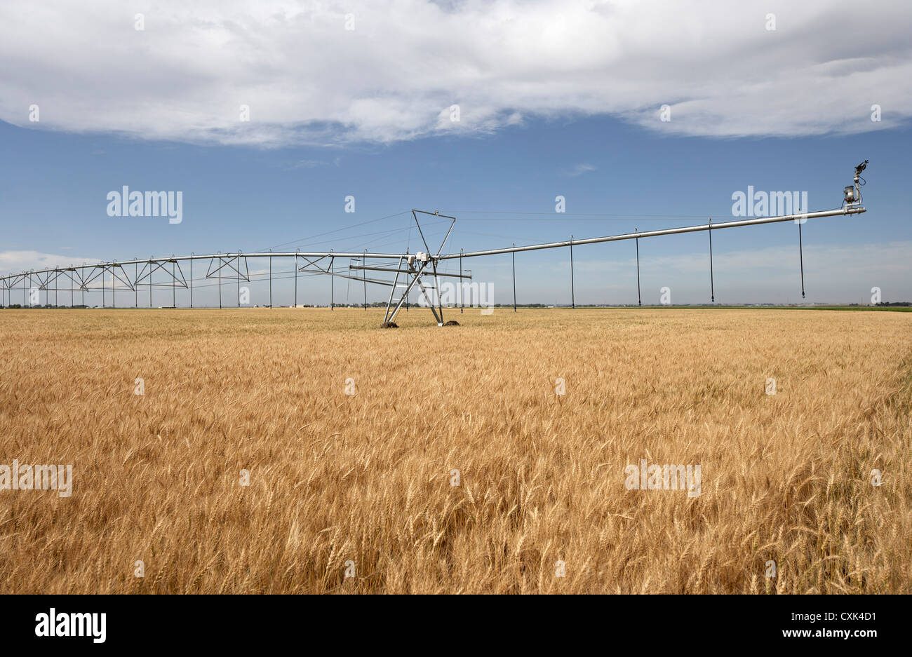 L'Irrigation Sprinkler Watering Champ de blé, Alberta, Canada Banque D'Images