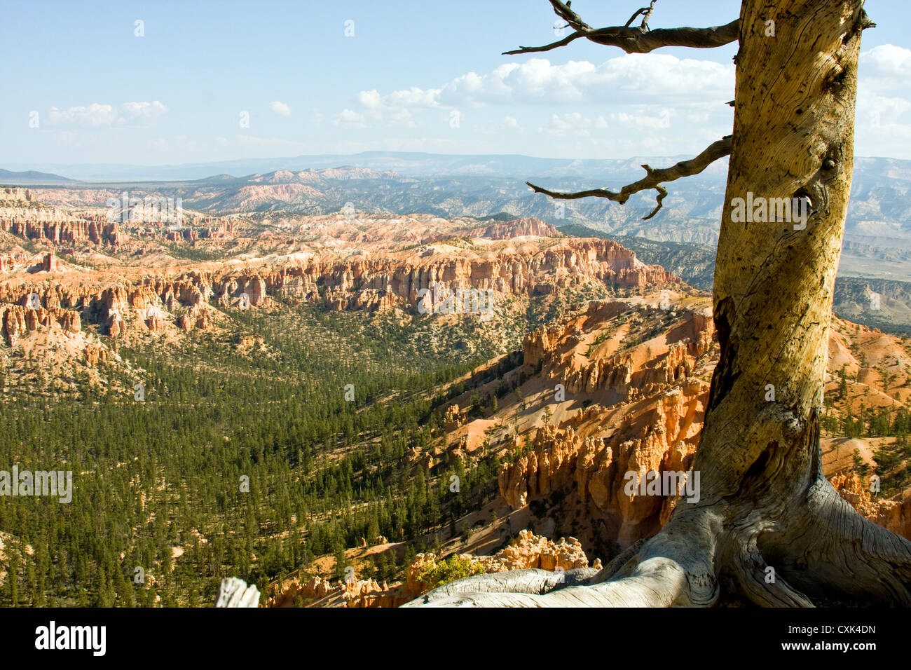 Bryce Canyon en Utah avec vally et montagnes en arrière-plan Banque D'Images