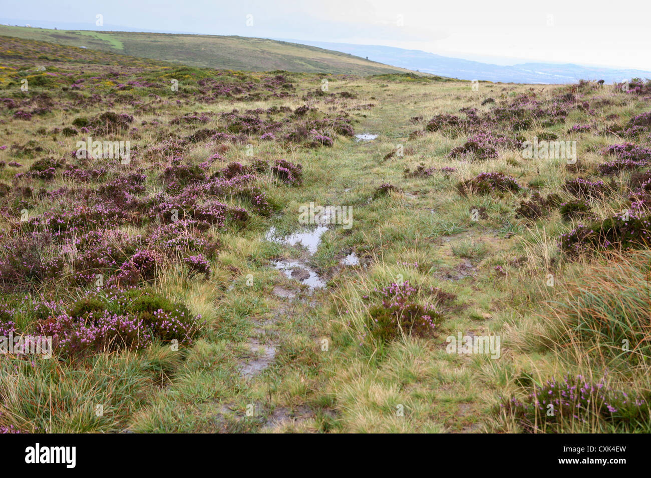 Boggy, sentier de marche en eau à travers le champ ouvert de bruyère, herbes, gorge, vues de grande envergure, Saddle Tor, Dartmoor, Devon, Royaume-Uni Banque D'Images