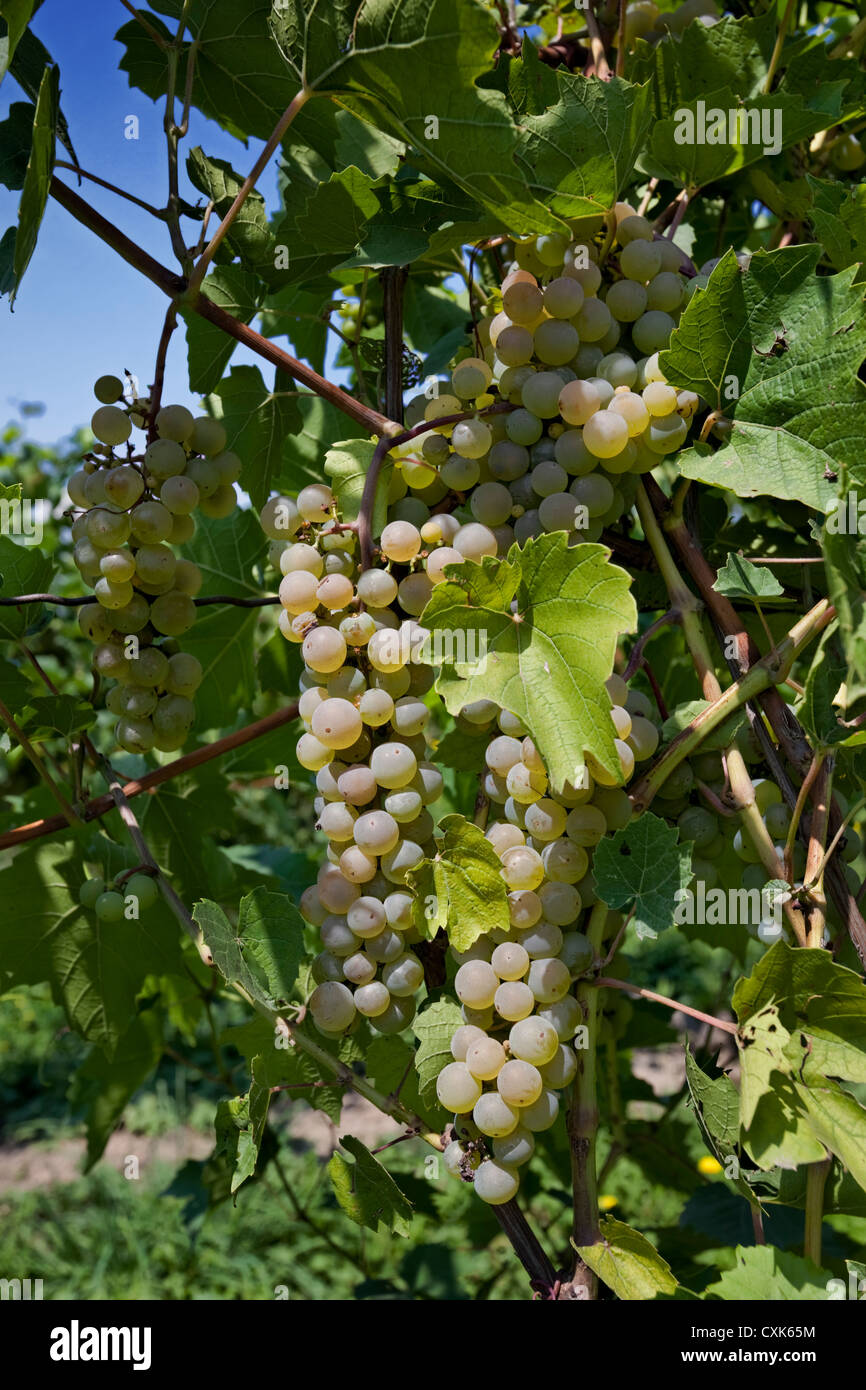 Les raisins, Riesling Vignoble de Finger Lakes, New York Banque D'Images