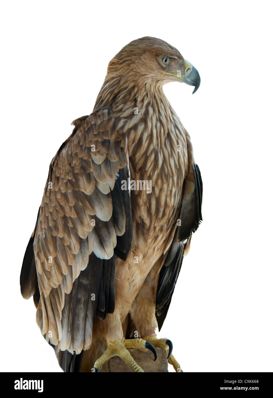 Un hawk eagle assis sur l'arbre. Banque D'Images