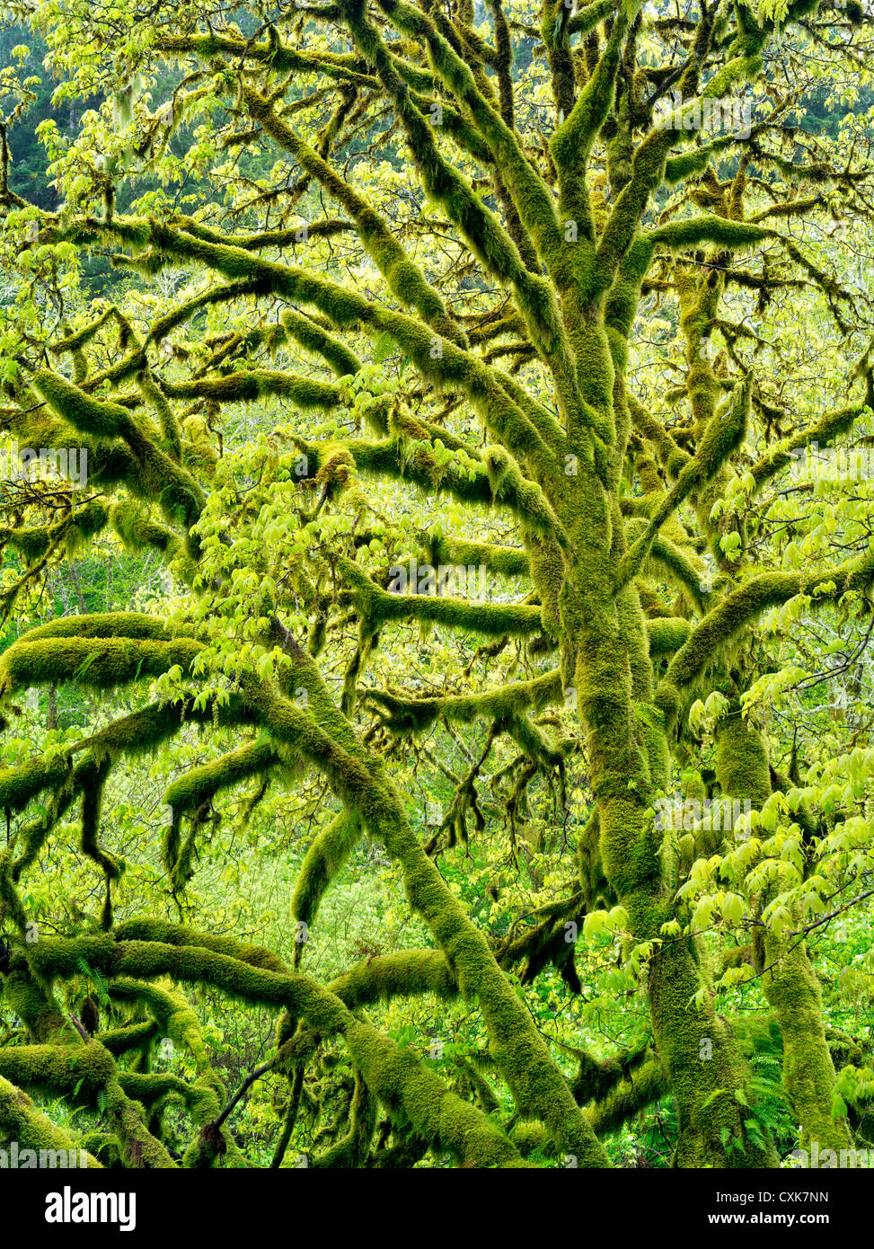 L'Érable grandifolié érable avec Moss et la nouvelle croissance. Gamme côtière de l'Oregon. Banque D'Images