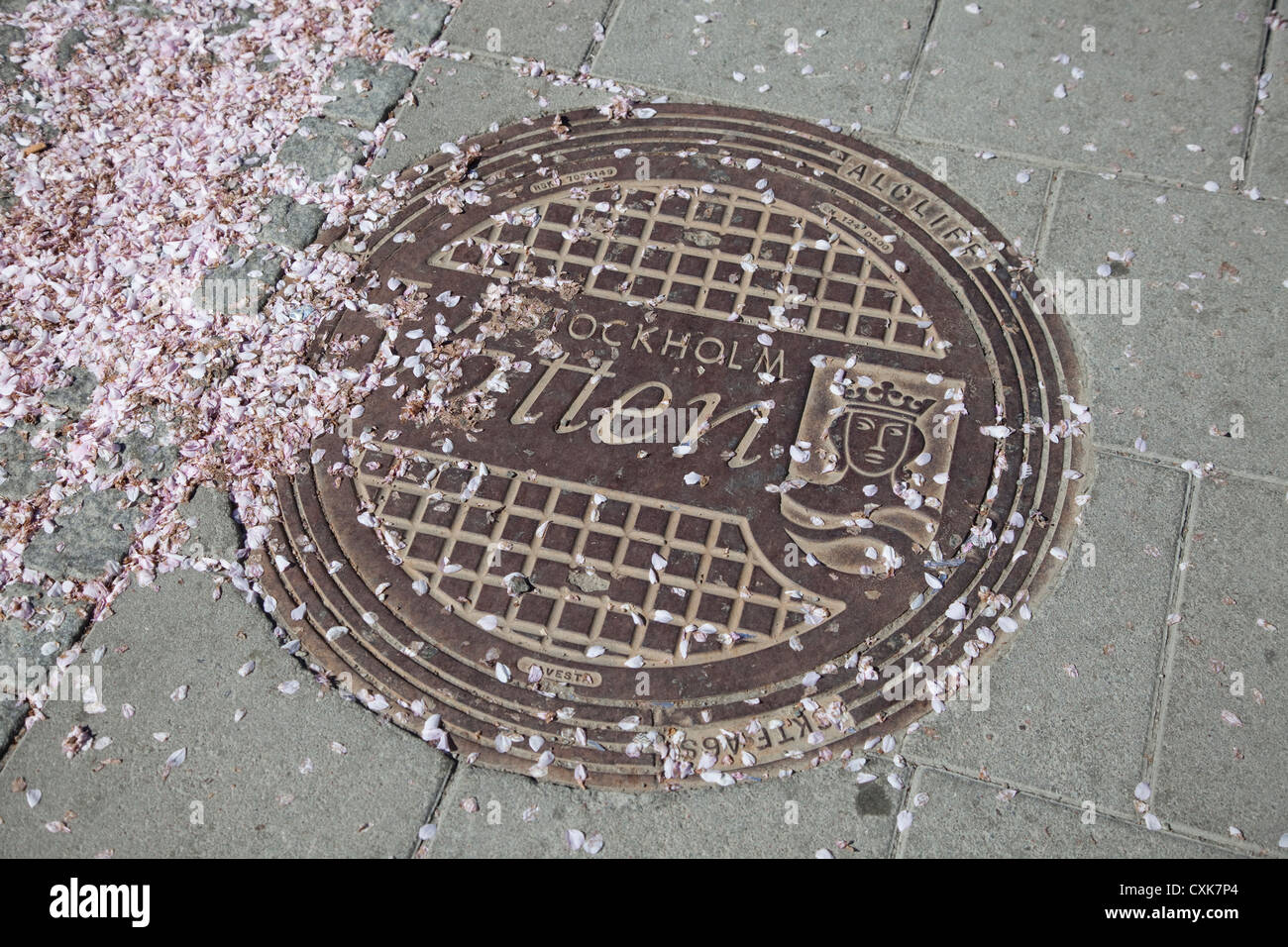 Couvercles de rue avec des feuilles de cerisier Banque D'Images