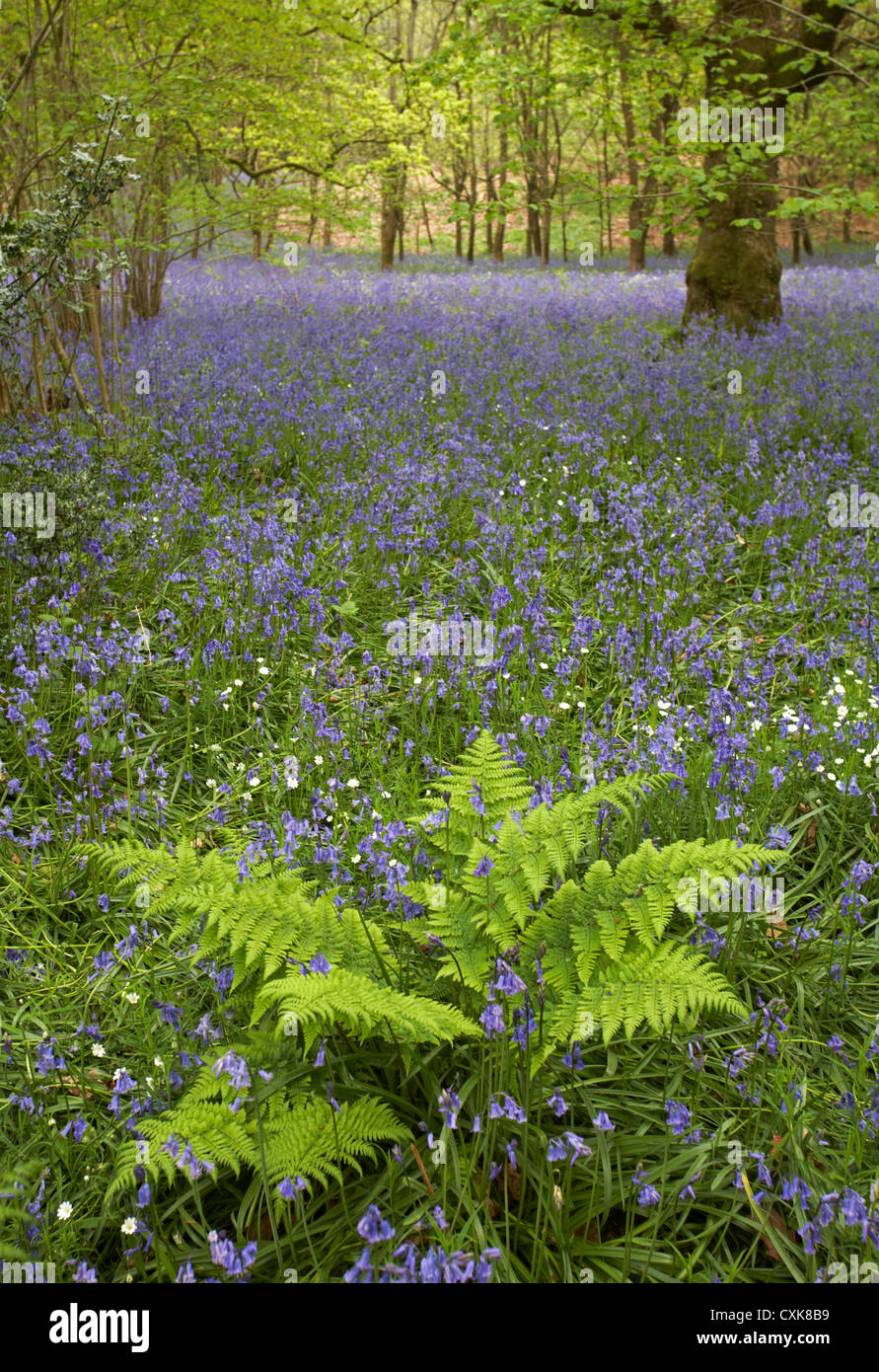 Bluebell bois avec fougères en premier plan à l'Angleterre Royaume-Uni En mai Banque D'Images