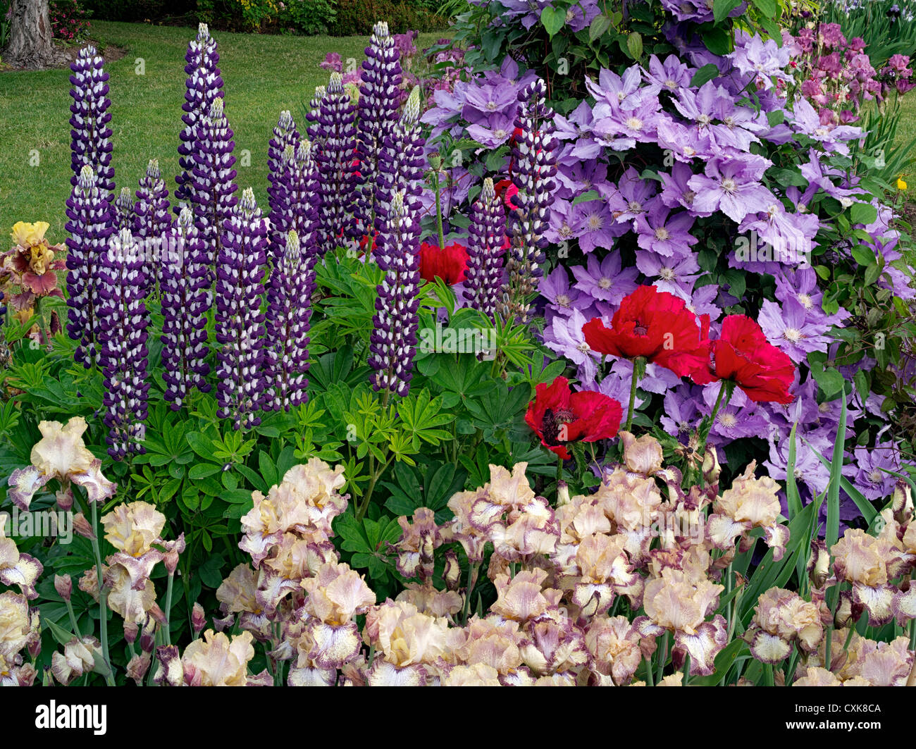 Close up of iris lupin,clematis et coquelicots. Schrieners Iris Gardens, Salem, Oregon. Banque D'Images
