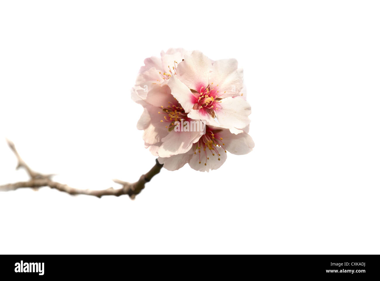 Amandier fleurs roses. Banque D'Images
