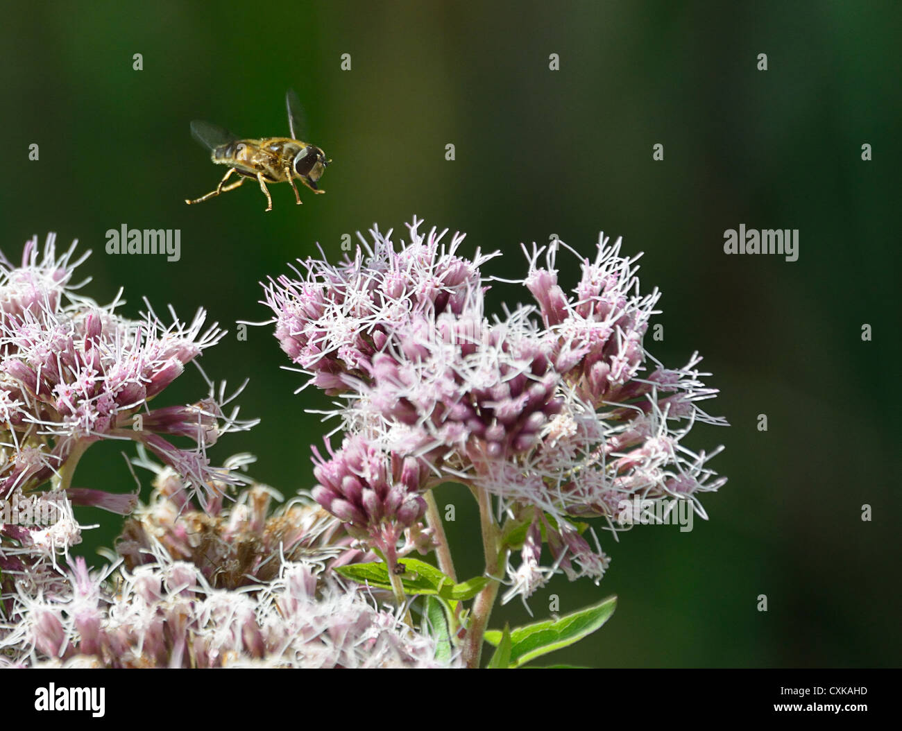 Bee en vol sur le point d'atterrir sur une fleur Banque D'Images