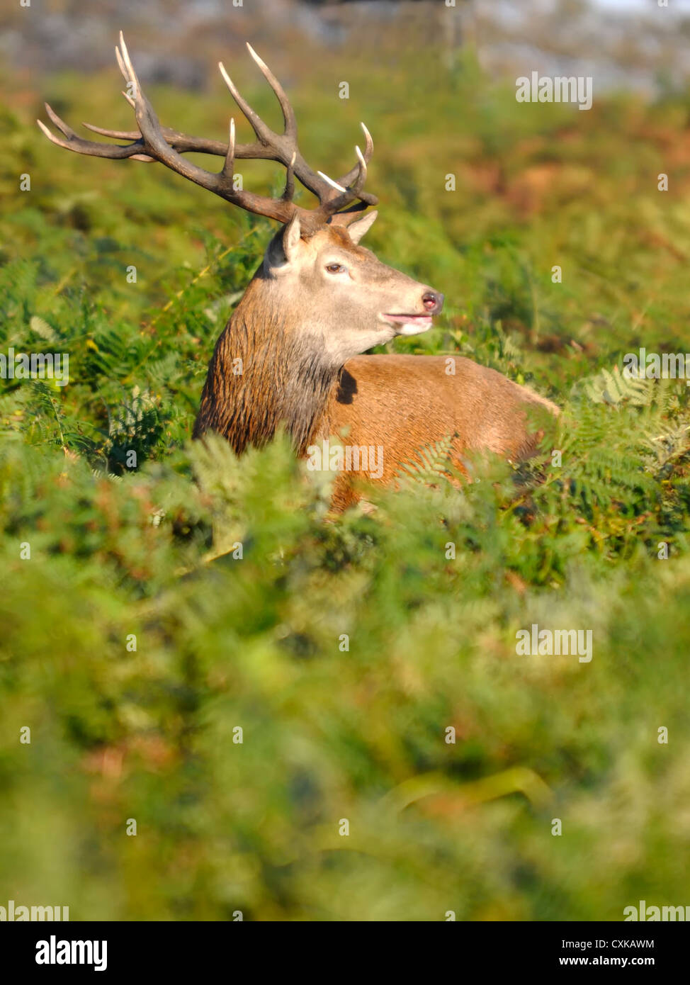 Un enterrement de vie de red deer (Cervus elaphus ) veille pour empiéter les hommes tel qu'il est dans le sous-bois Banque D'Images