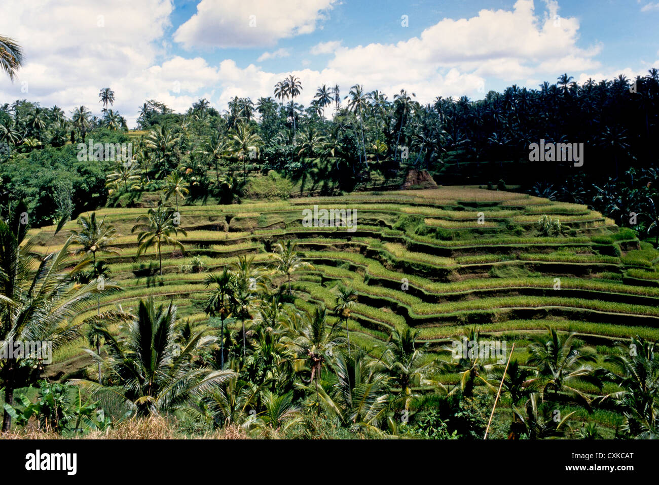 Terrasses de riz,BALI,l'INDONÉSIE Banque D'Images