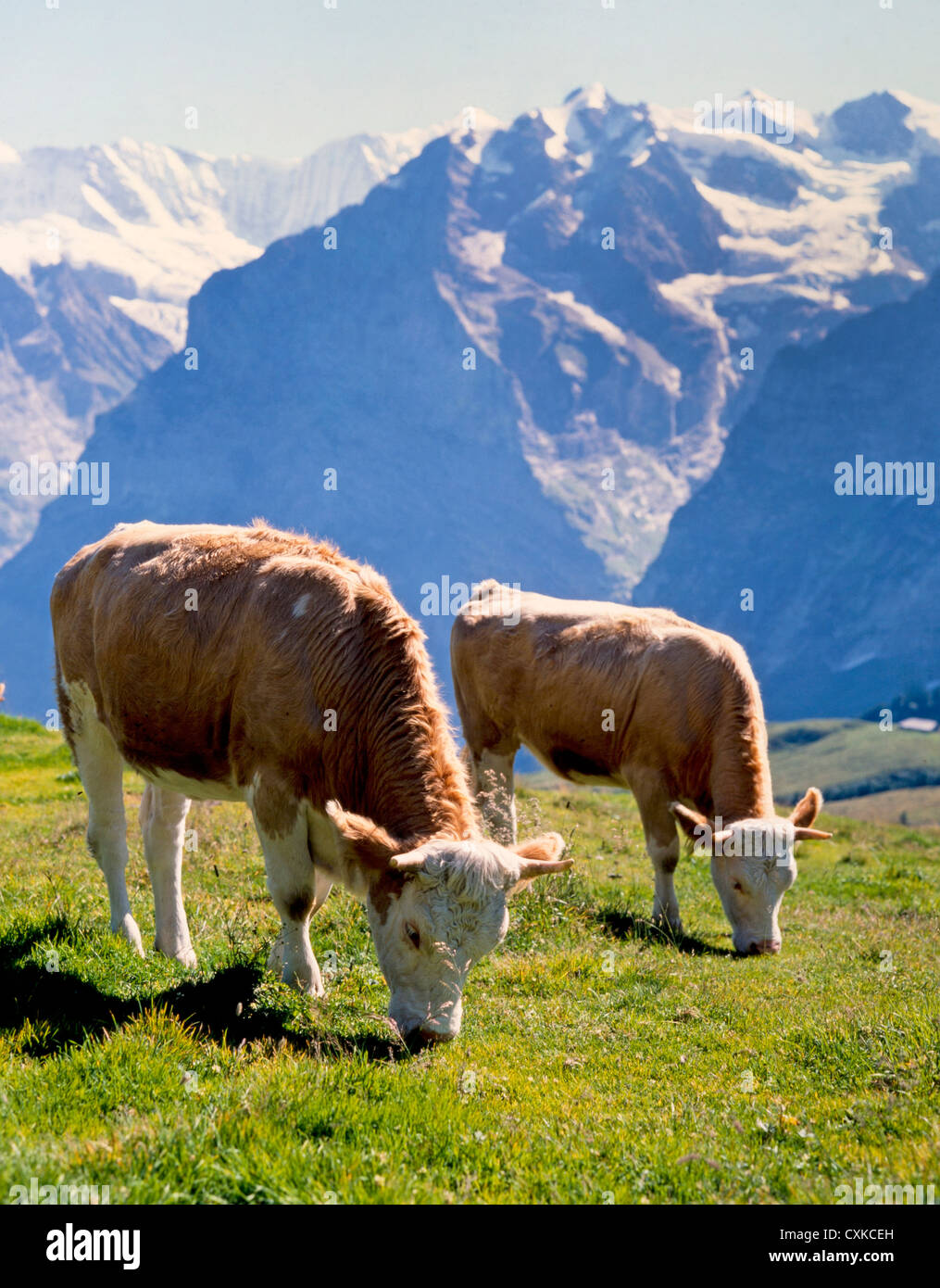 Les vaches Suisses Banque D'Images