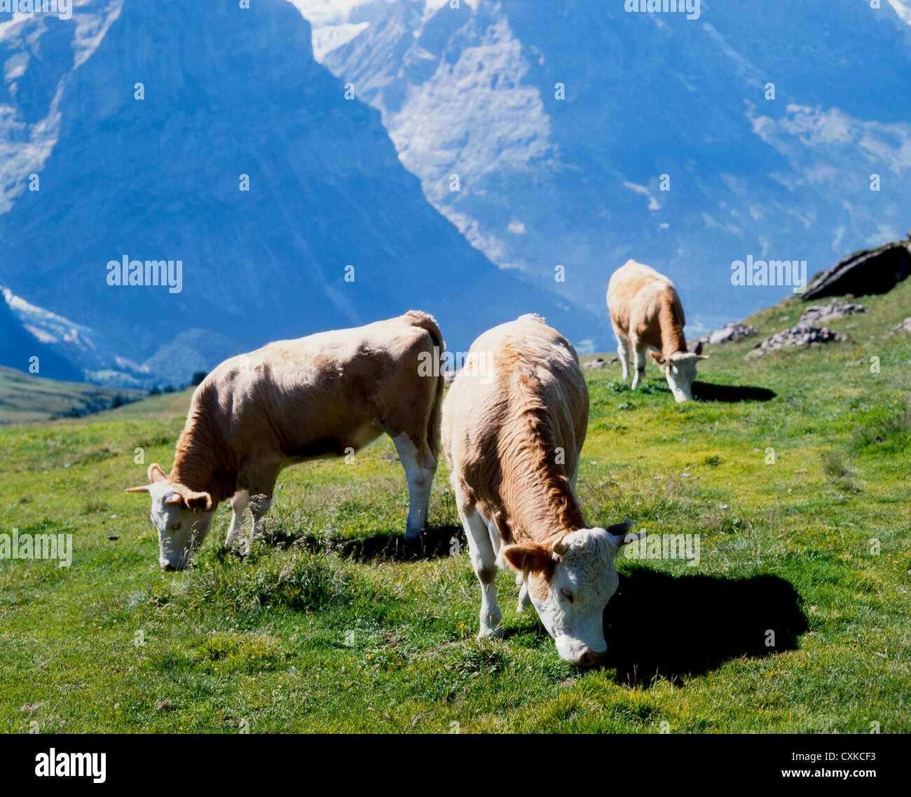 Les vaches Suisses Banque D'Images