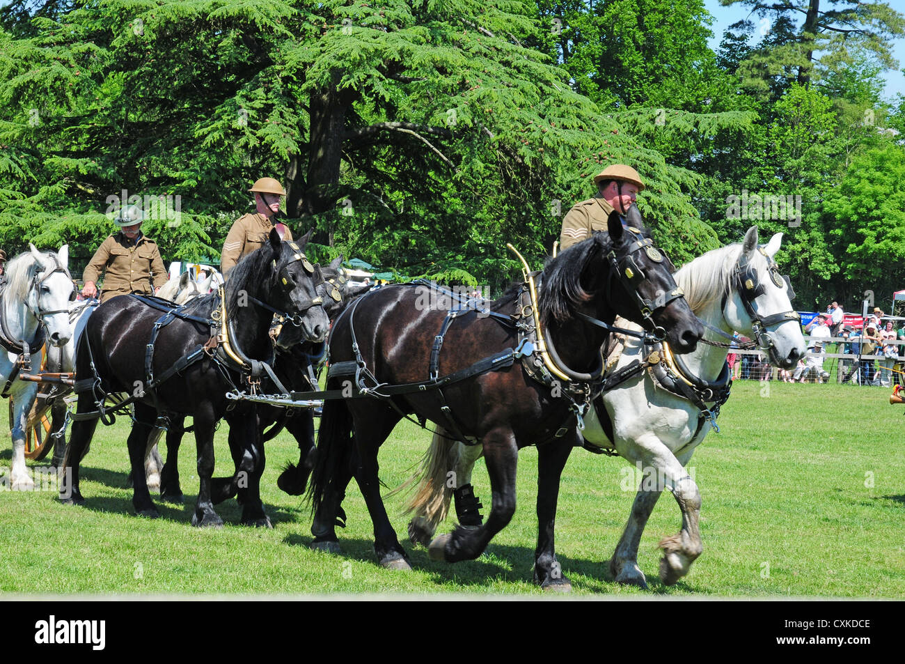 Chevaux lourds dans une équipe lors d'un affichage de la Première Guerre mondiale, l'équipement et types de chevaux utilisés. Banque D'Images