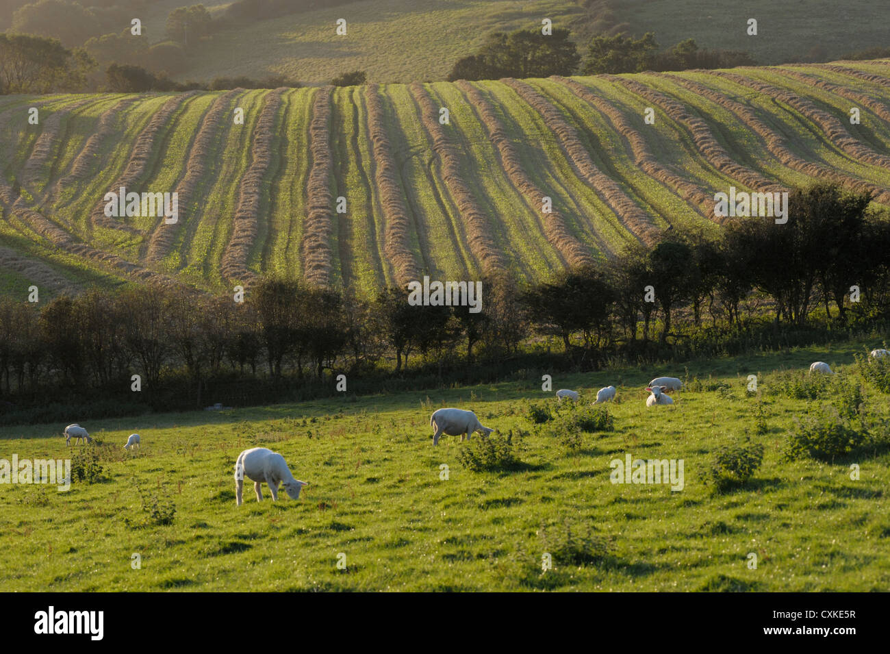 Des moutons paissant dans un champ à soir. Couper l'herbe dans le champ arrière Banque D'Images