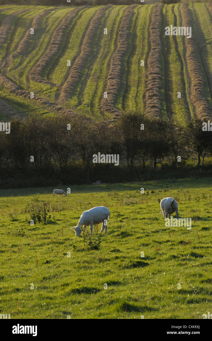 Couper l'herbe des champs de pâturage de moutons Banque D'Images