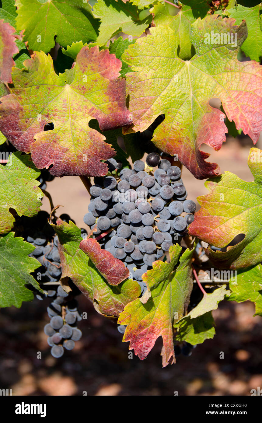 Californie, Napa Valley Wine Country. Vigne Vin, automne 'écraser' saison dans le Comté de Sonoma le long de l'autoroute 12. Les raisins de pourpre sur vigne. Banque D'Images