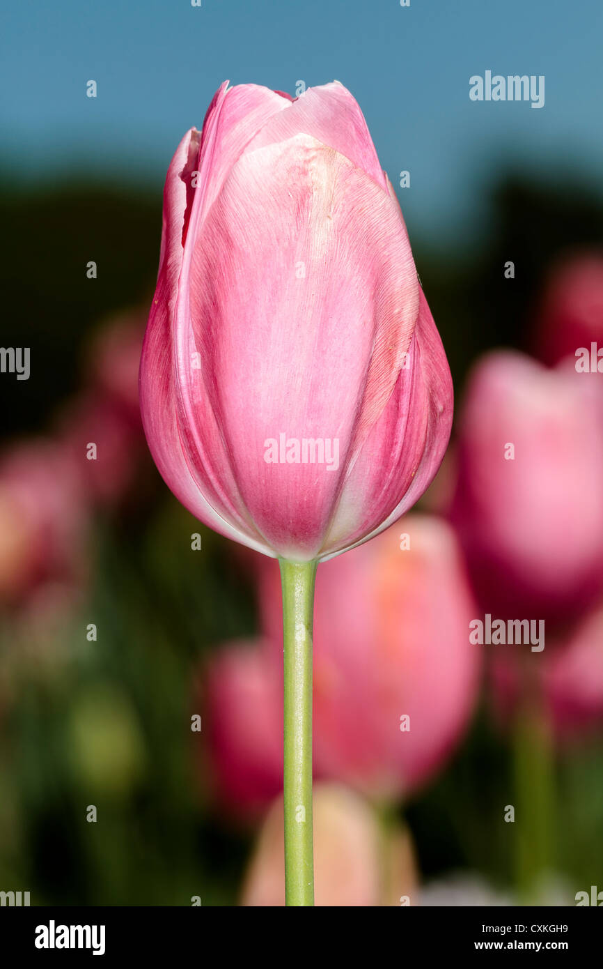 Tulip - un signe du printemps ! Banque D'Images