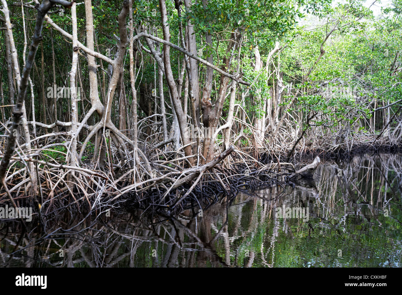 Forêt de mangroves dans les Everglades de Floride usa Banque D'Images