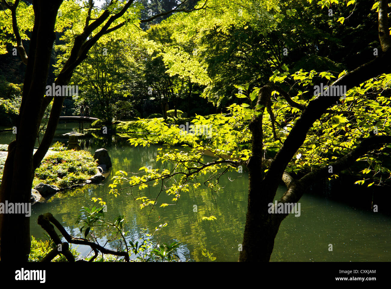 Au début de l'automne feuillage des arbres autour de l étang à Nitobe Japanese Gardens UBC Vancouver Banque D'Images