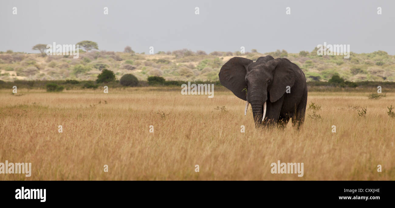 Un grand éléphant africain fait paître sur les herbes hautes de la savane africaine. Ranch Manyara Conservancy, en Tanzanie. Banque D'Images