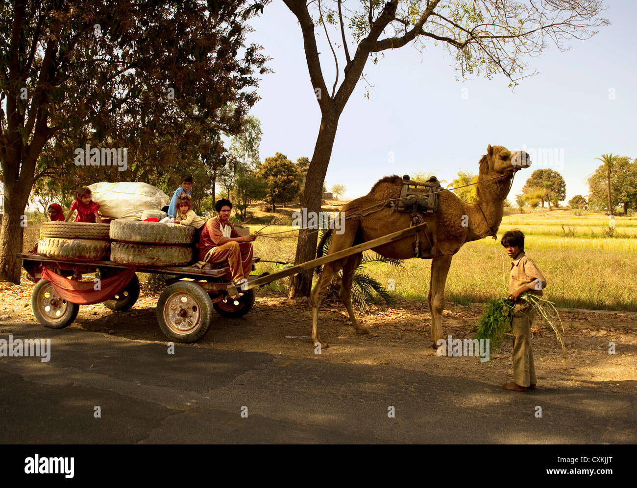 Panier chameau au Rajasthan Inde utilisé comme une méthode de transport Banque D'Images