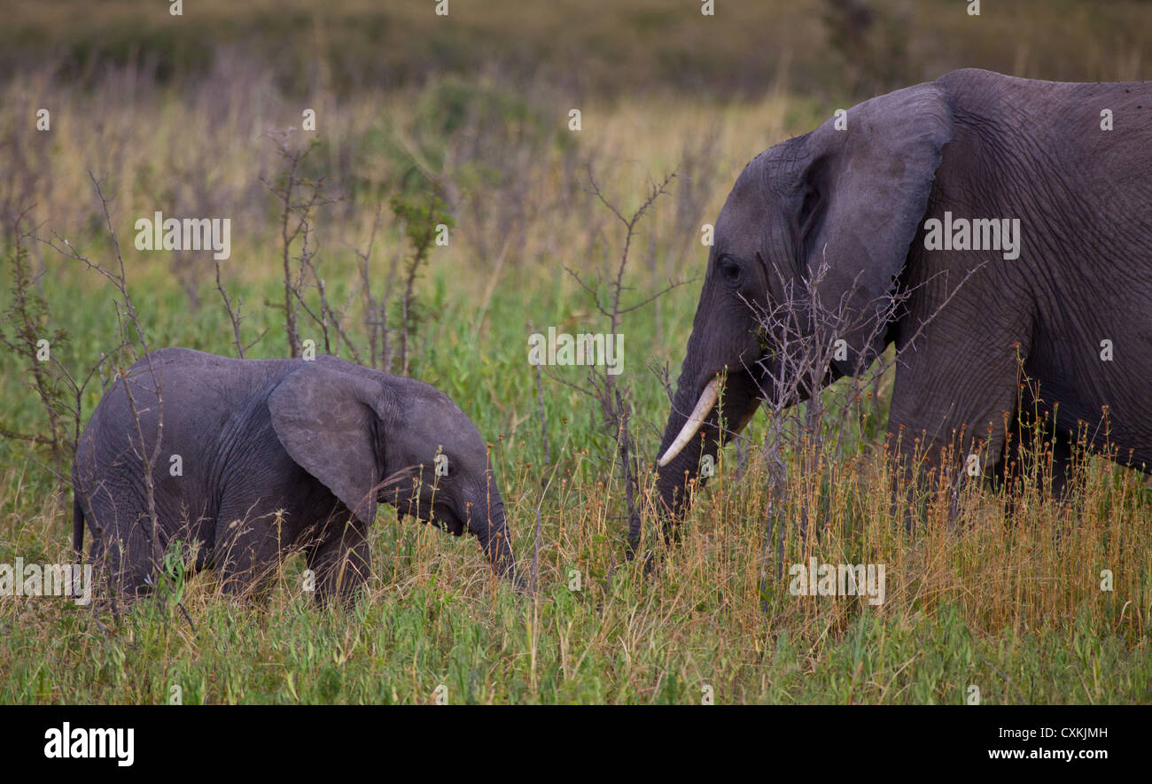 Une famille d'éléphants se nourrit d'herbes frais du printemps dans la région de Ranch Manyara Conservancy, en Tanzanie. Banque D'Images