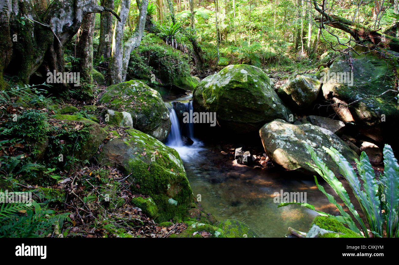 Petite chute d'eau et de forêt, Minnamurra Rainforest, Budderroo National Park, NSW, Australie Banque D'Images