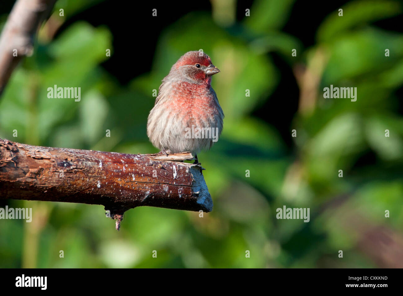 Roselin familier (Carpodacus mexicanus), mâle, perché sur une branche à Nanaimo, île de Vancouver, BC, Canada en octobre Banque D'Images