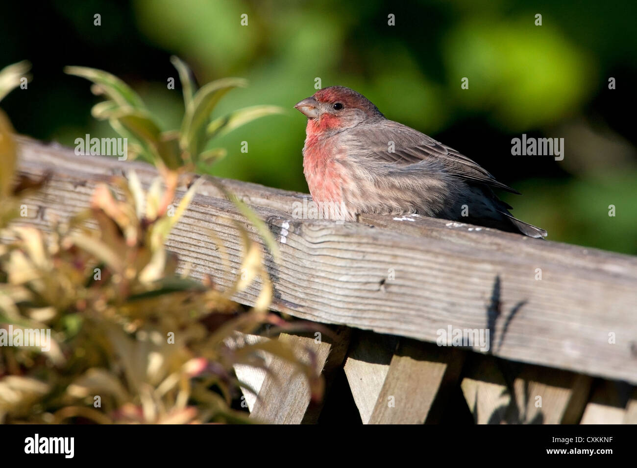 Roselin familier (Carpodacus mexicanus), mâle, perché sur une clôture à Nanaimo, île de Vancouver, BC, Canada en octobre Banque D'Images