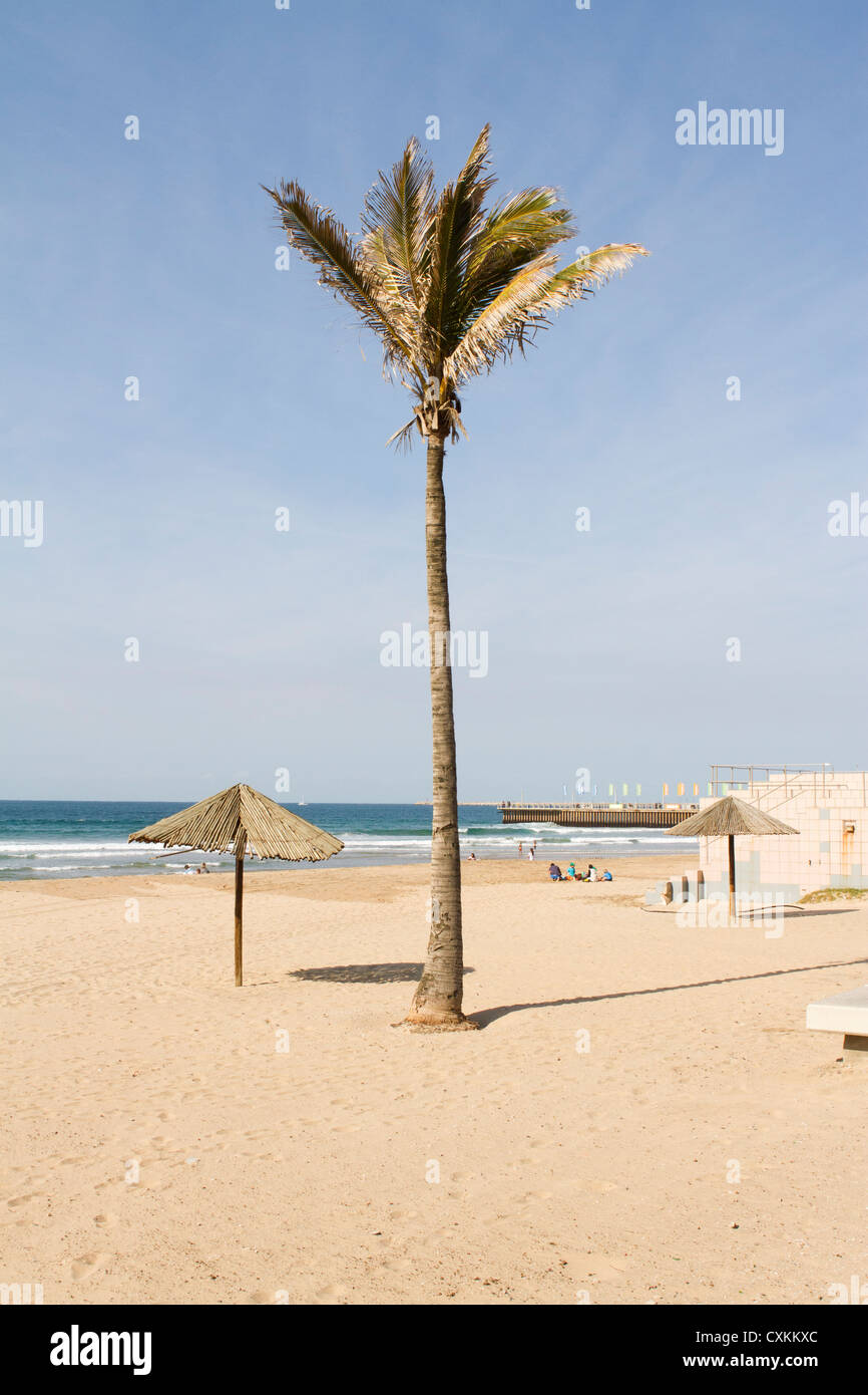 Un seul palmier se trouve sur la plage, Durban, Afrique du Sud Banque D'Images