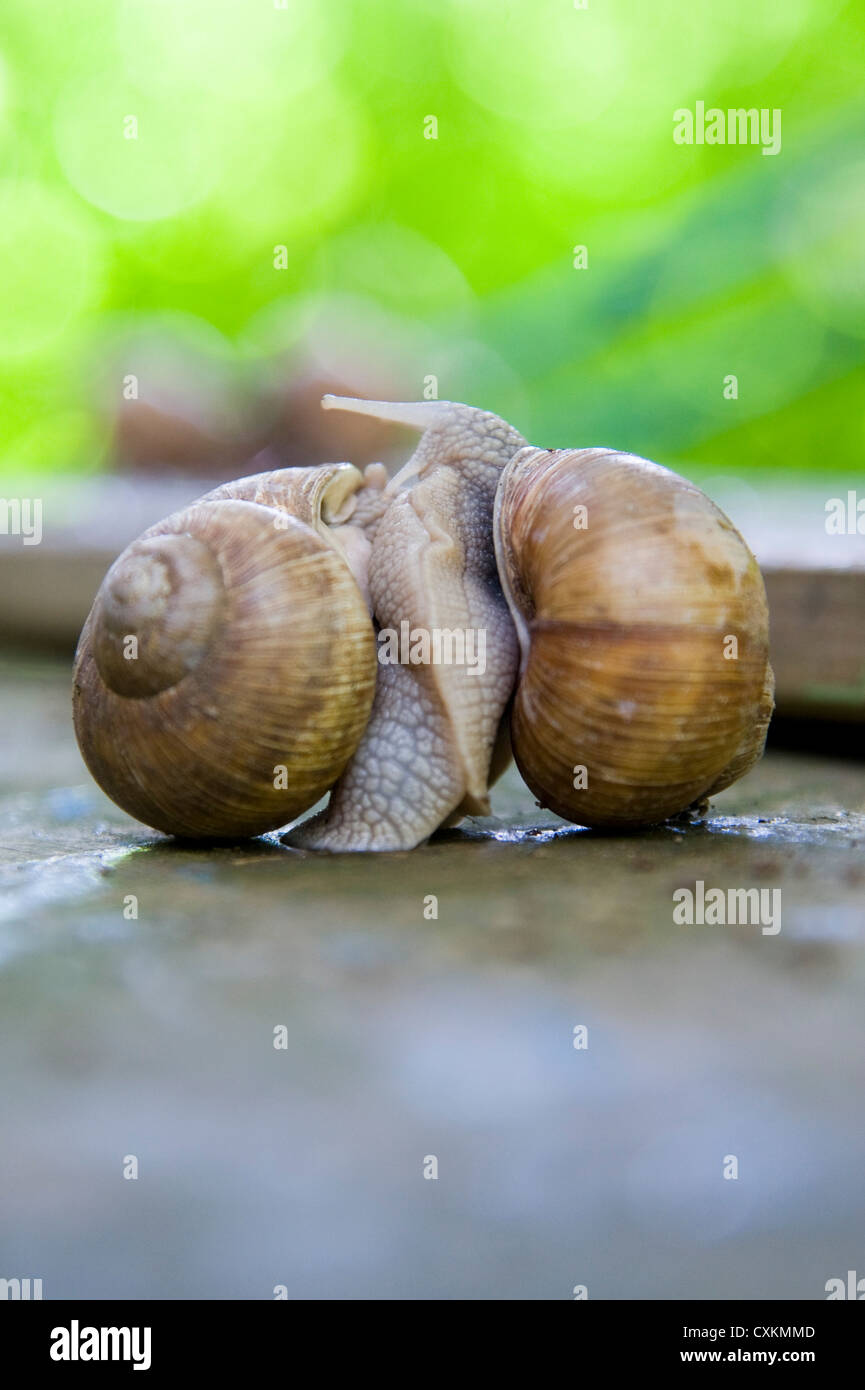 Les escargots s'accoupler, Freiburg, Baden-Wurttemberg, Allemagne Banque D'Images