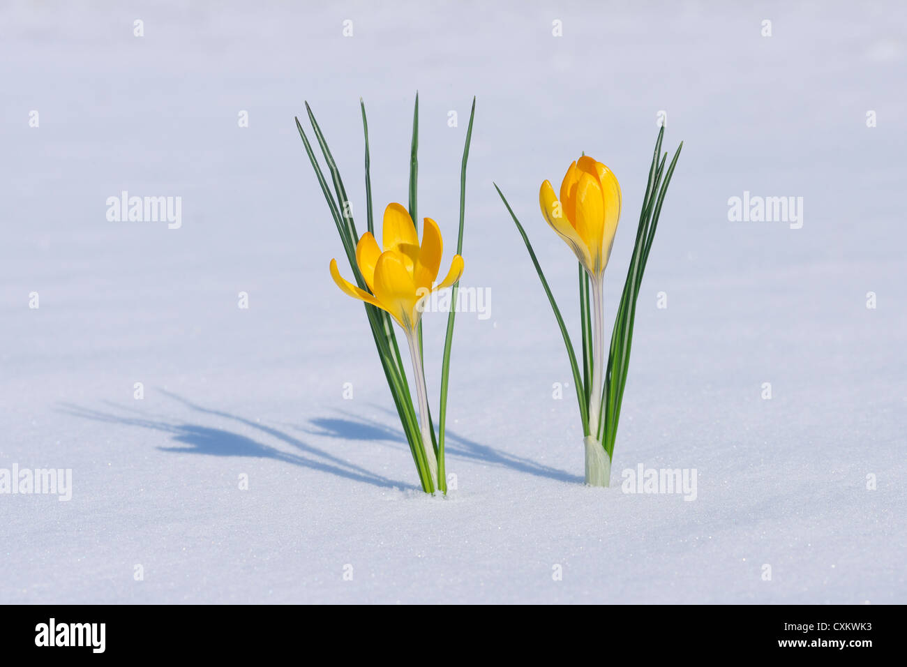 Les Crocus de neige dans la neige, Franconia, Bavaria, Germany Banque D'Images