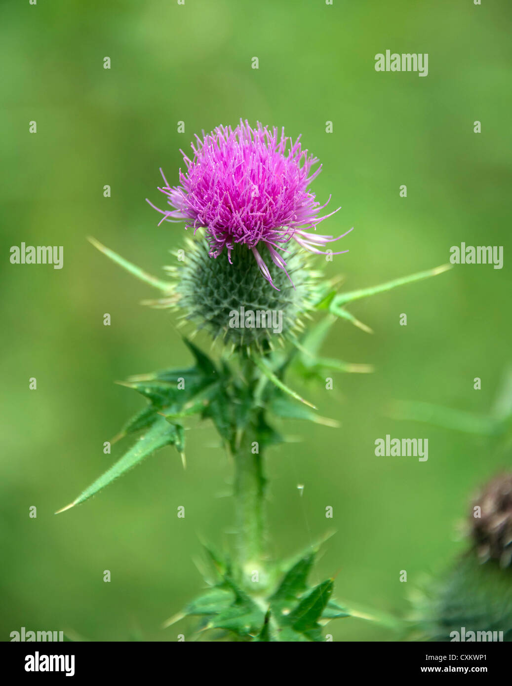 Chardon sauvage Banque D'Images
