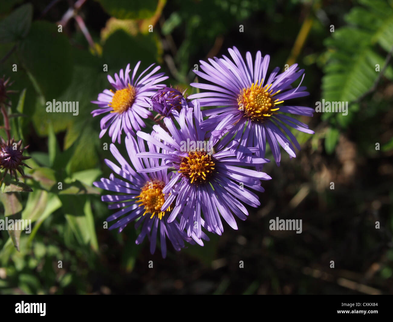 Petit Aster sauvage mauve Banque D'Images