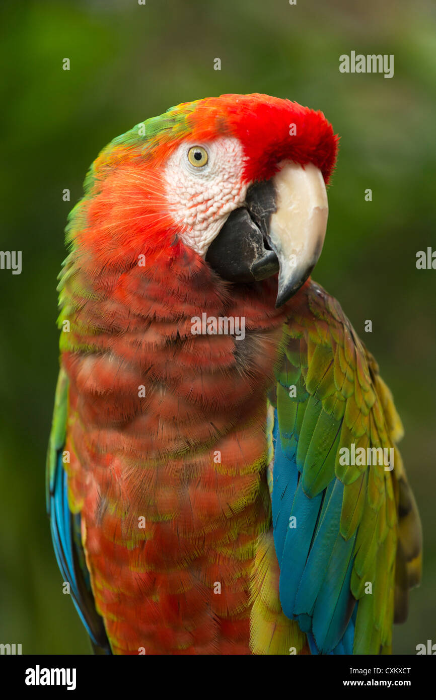 Ara rouge (Ara macao) est un gros macaw Banque D'Images