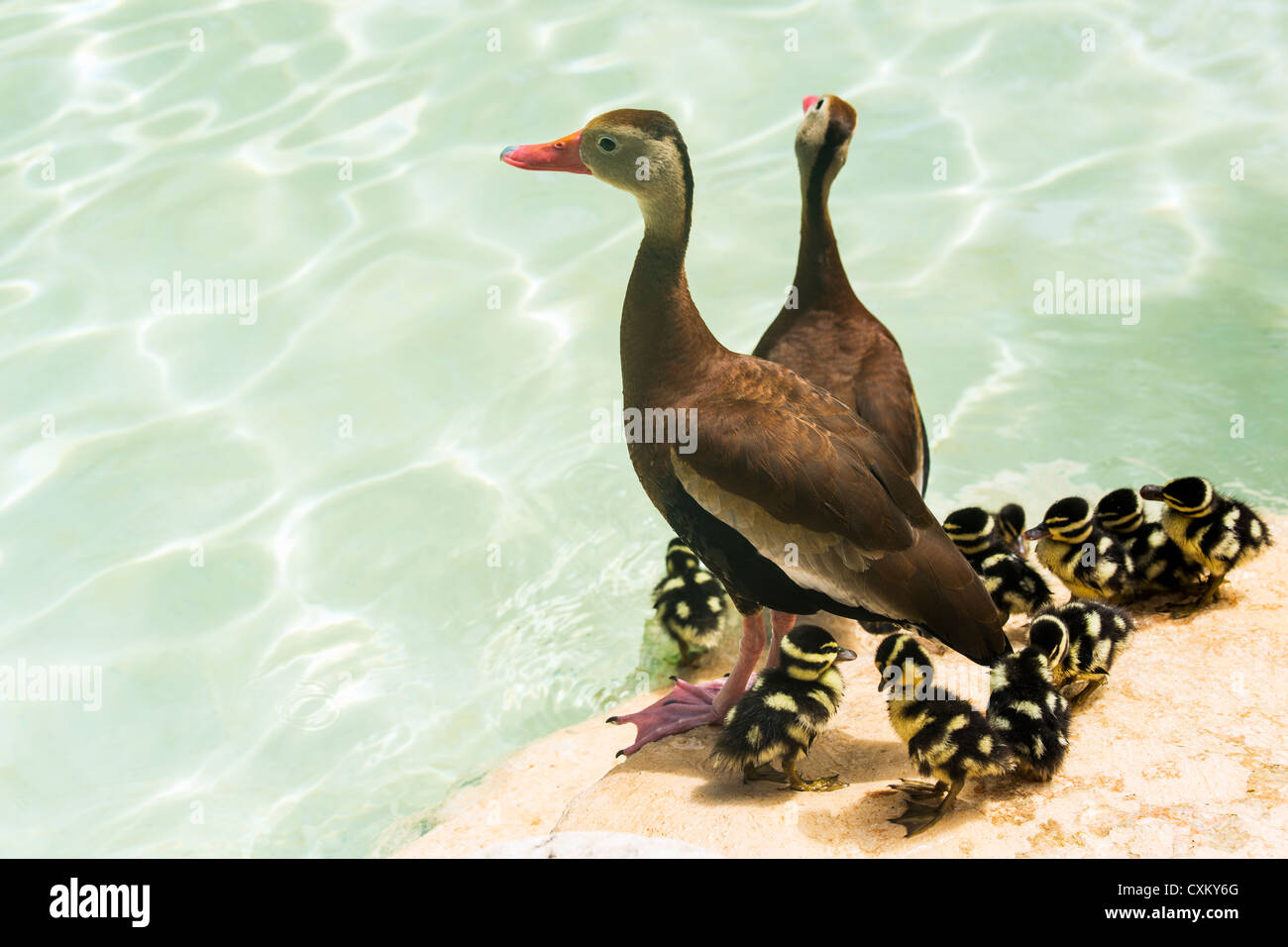 Canard sifflement à ailes blanches Banque D'Images