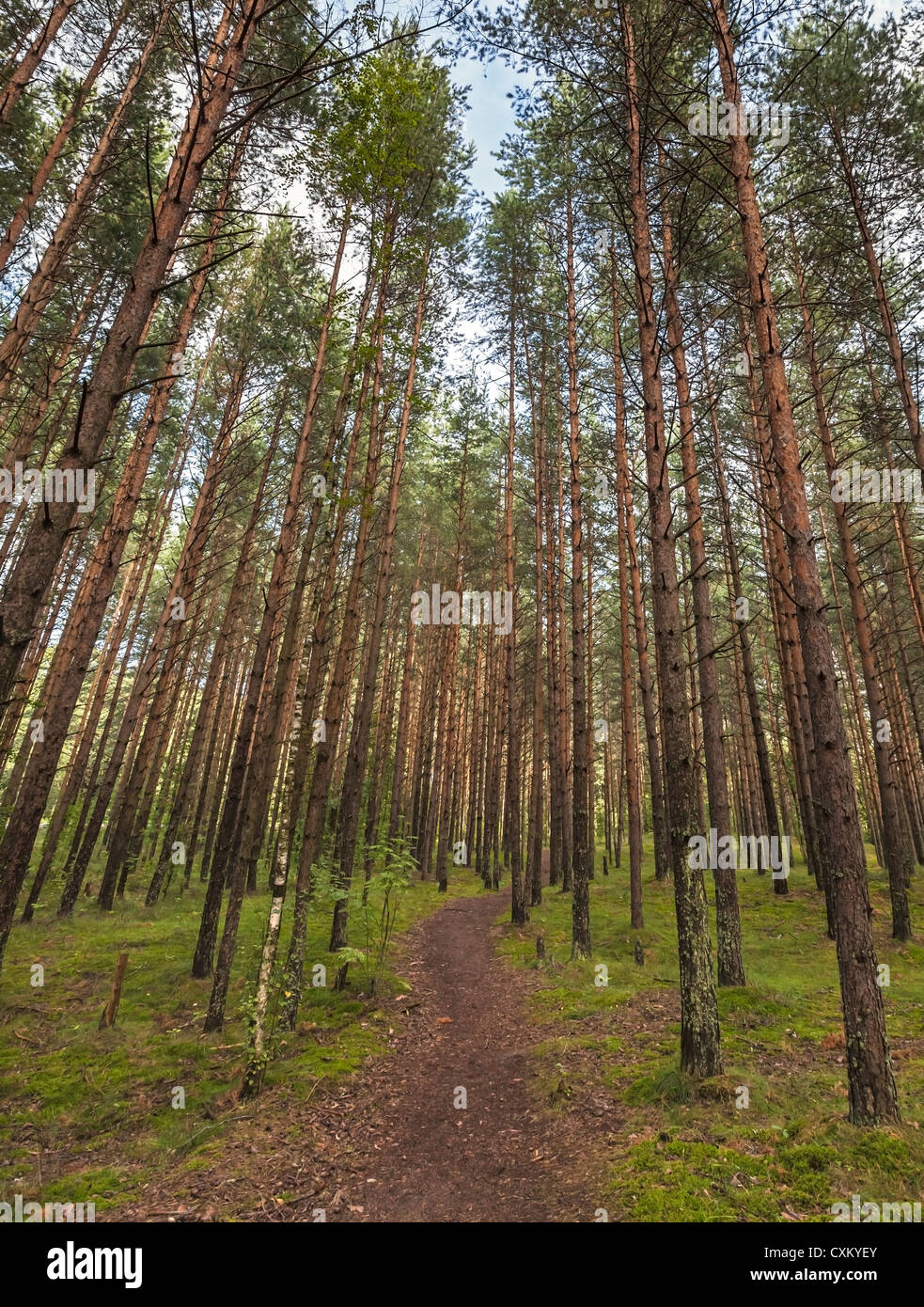 The lane dans la pinède Banque D'Images