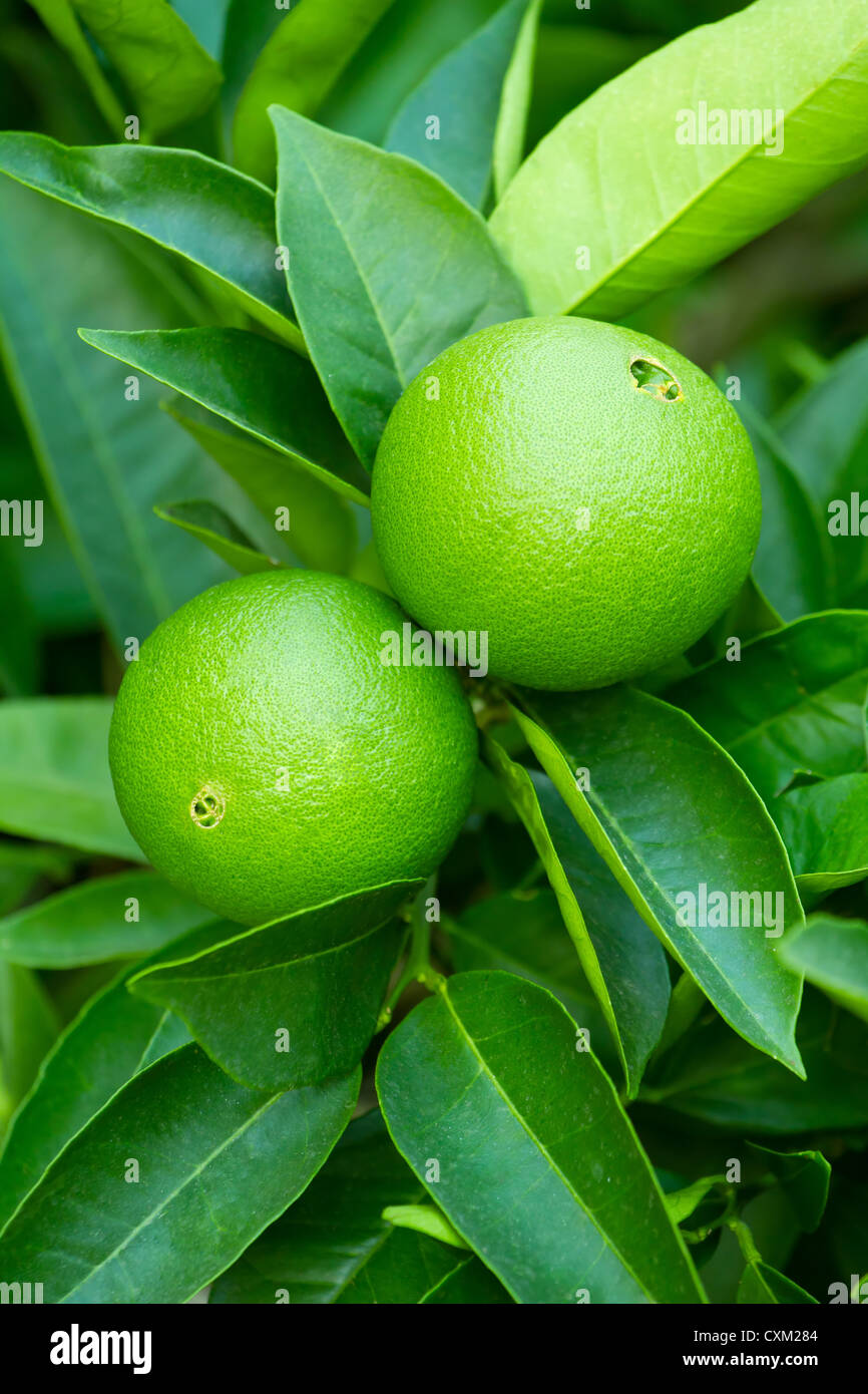 Les oranges vertes non mûres accroché sur une branche Banque D'Images