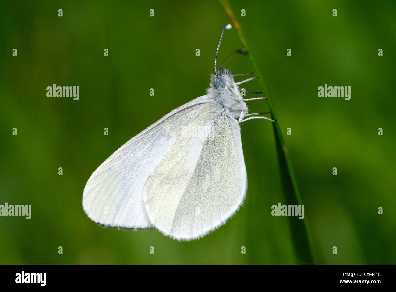 Blanc bois Buttterfly (Leptidea sinapis) dans les Pyrénées, Espagne. Banque D'Images