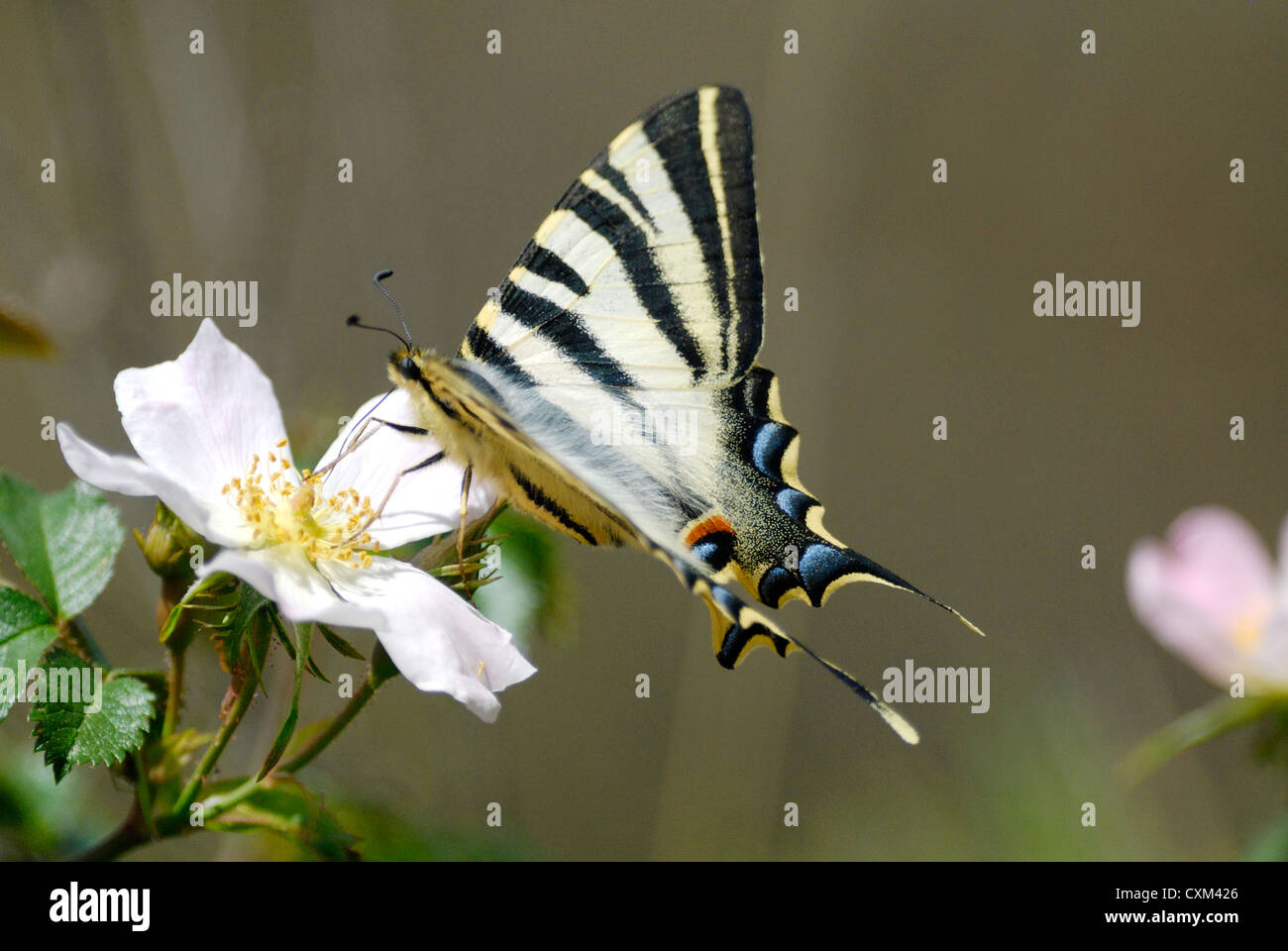 Les rares Swallowtail butterfly (Iphiclides podalirius) dans les Pyrénées Banque D'Images