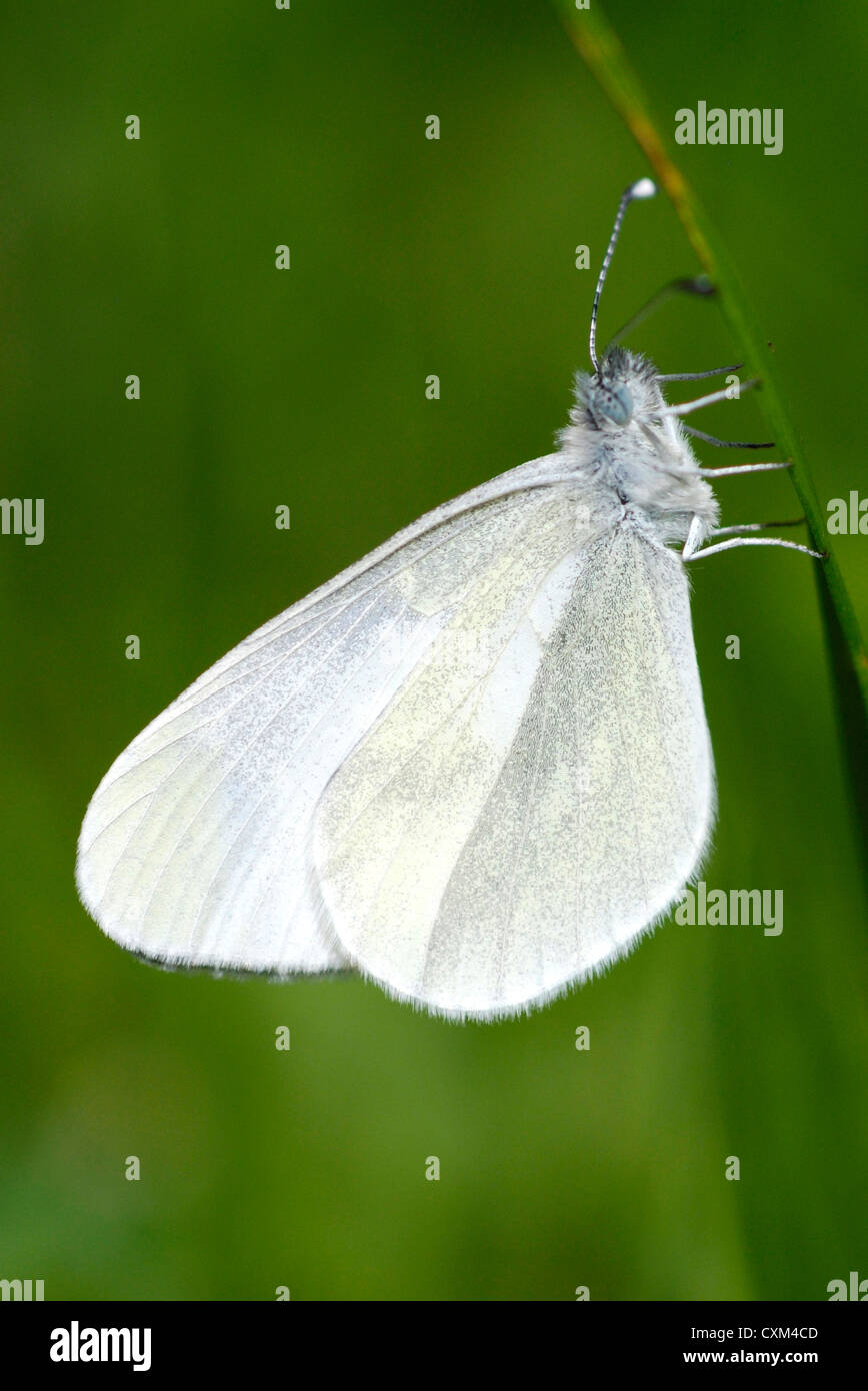 Blanc bois Buttterfly (Leptidea sinapis) dans les Pyrénées, Espagne. Banque D'Images